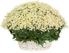 Цветочная композиция из Ромашки в корзине #REPLACE_PRED# Карабаш Республики Татарстан